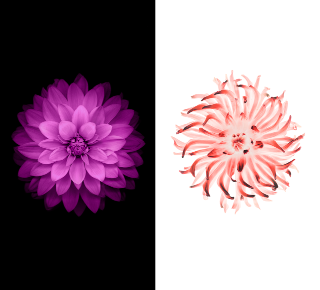 Ios 8 plus. Iphone 6 IOS 8. Цветы на айфон. Цветы на айфон 6. Цветок IOS.